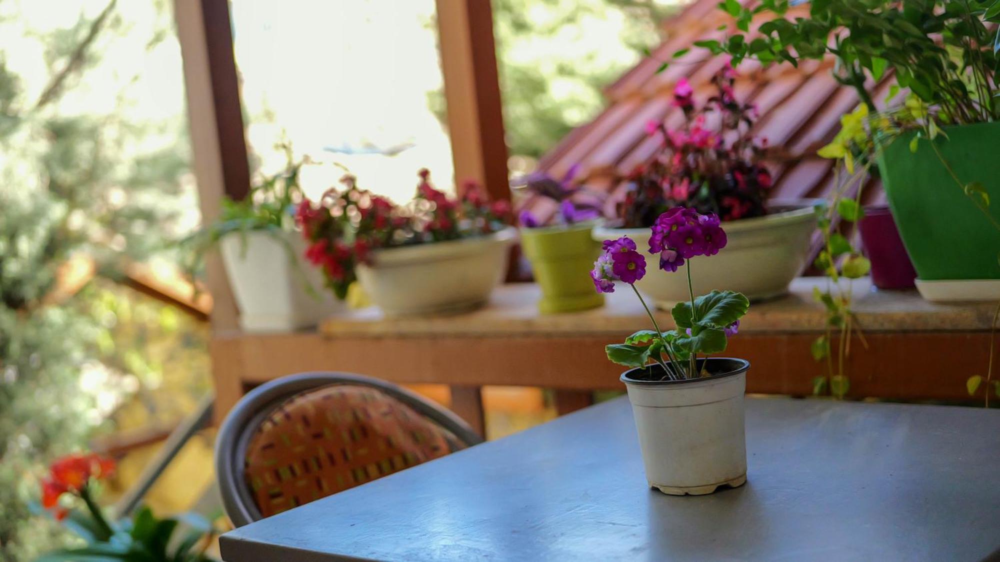 Shkodra Guest House & Trips Gasthof Shkodra